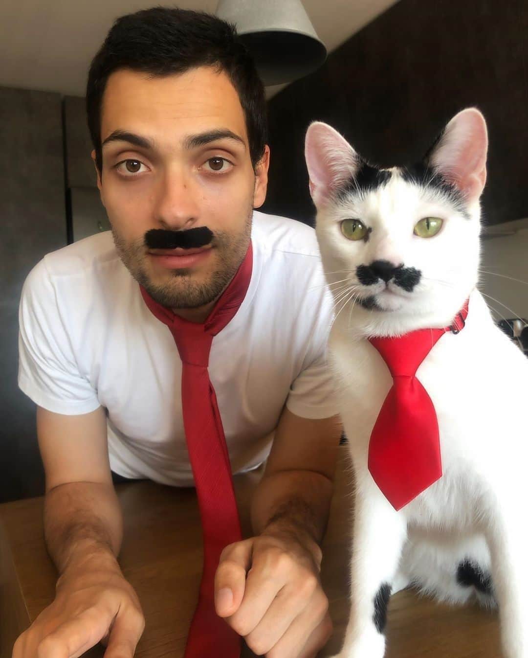Aww Clubさんのインスタグラム写真 - (Aww ClubInstagram)「Happy Father's Day⠀ ⠀ 📷@charlot_cat_⠀ ⠀ #meowed #charlotcat #fathersday # MoustacheCat #likefatherlikeson #copyandpaste #portuguesecat #catsofportugal」6月21日 23時00分 - meowed