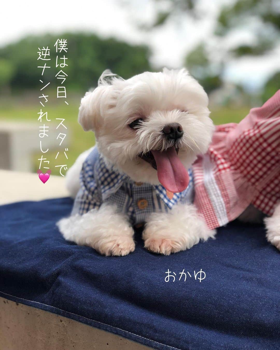 おかゆ & おもちさんのインスタグラム写真 - (おかゆ & おもちInstagram)「...🐶🐶🙋🏻‍♂️🙋🏻‍♀️..・.🥤🚐 . . 3ヶ月ぶりにお出かけ🚐♫ @handmade_anmiiy さんの可愛いお洋服を着て、 行き先は、やっぱりいつものスタバ🥤😆 . . スタバでパパがもっちとお散歩しに行った時、おかゆが「もっちゃ〜ん、どこ行った〜ん？😩」って泣きそうになっていたら、 キレイなお姉さんがやって来て、「あの...、おかゆちゃんですか？フォローしてます☺️」って声かけてくれました。 . で、「写真撮ってもらっていいですか？☺️」って言われて、 おかゆは抱っこしてもらって、ドキドキ、デレデレ顔の写真撮りました💕可愛がってくださって、ありがとう😊 . 急でビックリしたので、私のスマホで写真や動画を撮る余裕もなく後悔...😓 . もし、このpostを見てくださってたら、コメントくださいね🙏 . . 反対に、もっちは... カッコいいお兄さん見つけて、ワンワンアピール💓ナンパしまくり😅💦 . 撫で撫でして遊んでもらって、お顔ペロペロ、お口にチュッチュ💋😆 . . 正反対なふたりだけど、おかゆももっちも楽しそうで良かった良かった☺️💕 . . そしてただ今、ふたりとも爆睡中〜〜😴😪 イビキが聞こえる〜〜🤣🤣 . . . 今日のように、だんだん普通の生活に戻れますように...🙏✨ . . . ❤︎ .  #maltese #malteseofinstagram #malteselovers #happydog #dogsmile #doglove #doglover #doglife #dogsofinstagram #dogstagram #instadog #lovedogs #ilovemydog #cutedog #dogoftheday #멍스타그램 . #okayusan #マルチーズ #犬バカ部 #癒しわんこ #わんこ #愛犬 #pecoいぬ部 #いぬすた #わんこは家族 #わんことおでかけ #スタバ好き #奈良犬 #奈良犬民 #anmiiyプレゼント企画」6月21日 22時55分 - okayuchan0421