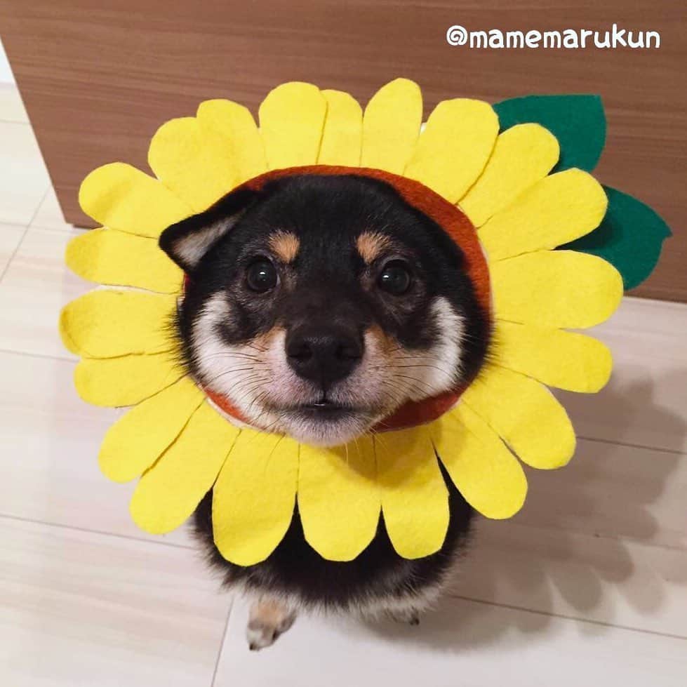 まめ丸のインスタグラム：「* * 今日は『父の日🙍‍♂️』❣️ だーいすきなパパに ひまわりさん🌻プレゼント🐶💓 * * I'm a sunflower , not dog🐶🌻💓 🌟#mamemaruscosplay No.16🌟sunflower🌻🌟 * * #はめ丸 シリーズ第１６弾ひまわり🌻 #父の日のイメージカラーは黄色 #家族の愛情と尊敬をあらわしてるんだって * #柴犬#豆柴#柴#黒柴#犬#いぬ#しばいぬ#shiba#shibainu#shibalove#shibastagram#puppy#instadog#dogstagram#dogsofinstagram#dog#petstagram#doglover#shibalovers#bestwoof#dailyfluff#petoftheday#dogoftheday#ひまわり#sunflower#yellow」