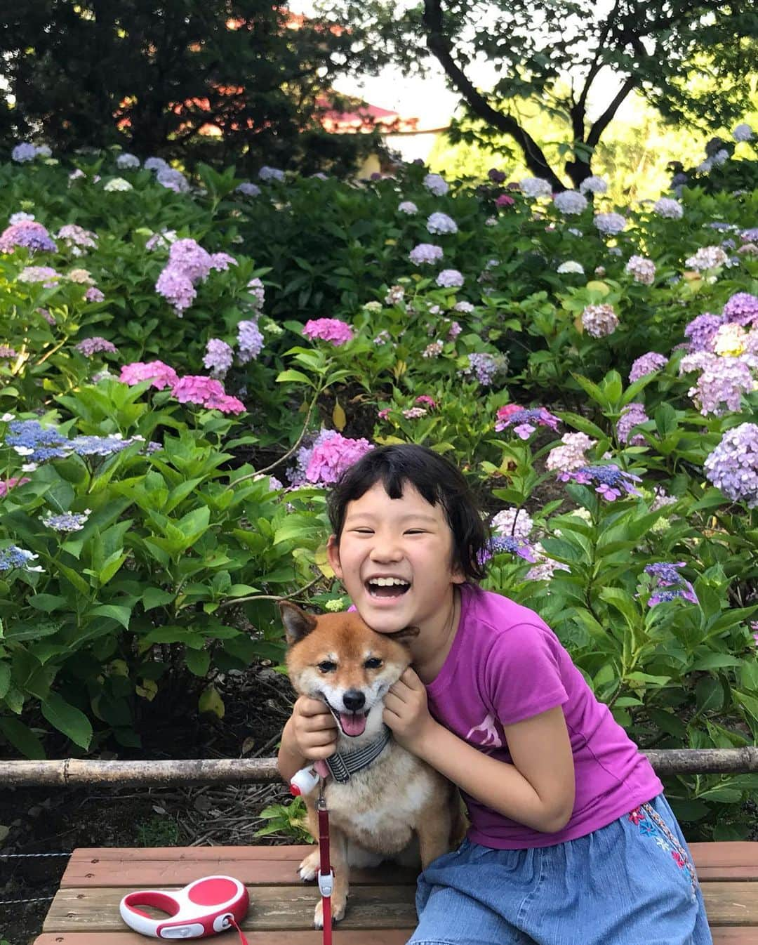 柴犬はなこ Shibainu Hanakoさんのインスタグラム写真 - (柴犬はなこ Shibainu HanakoInstagram)「紫陽花を見に行ってきました✨🐶🧒🏻😃💠🏵✨1枚目のどこかに2人がいますよーん！すごい数の花株に圧倒されて、しばしリフレッシュできました♪ワンコも入場🆗で良いお散歩になりました🐾👣　さー、明日からまた頑張ろっ！　#shiba #dog #shibainu #kid #hydrangea #柴犬　#紫陽花　#紫陽花寺　#犬」6月21日 22時57分 - kiki_beee