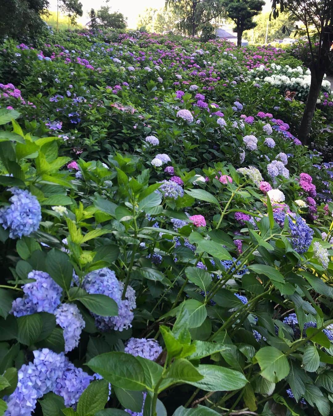 柴犬はなこ Shibainu Hanakoさんのインスタグラム写真 - (柴犬はなこ Shibainu HanakoInstagram)「紫陽花を見に行ってきました✨🐶🧒🏻😃💠🏵✨1枚目のどこかに2人がいますよーん！すごい数の花株に圧倒されて、しばしリフレッシュできました♪ワンコも入場🆗で良いお散歩になりました🐾👣　さー、明日からまた頑張ろっ！　#shiba #dog #shibainu #kid #hydrangea #柴犬　#紫陽花　#紫陽花寺　#犬」6月21日 22時57分 - kiki_beee