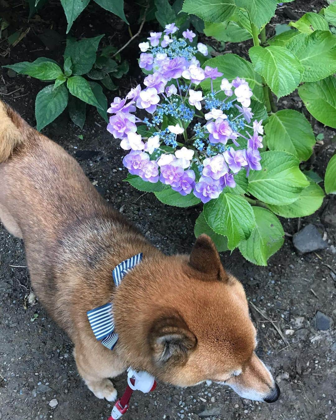 柴犬はなこ Shibainu Hanakoさんのインスタグラム写真 - (柴犬はなこ Shibainu HanakoInstagram)「紫陽花を見に行ってきました✨🐶🧒🏻😃💠🏵✨1枚目のどこかに2人がいますよーん！すごい数の花株に圧倒されて、しばしリフレッシュできました♪ワンコも入場🆗で良いお散歩になりました🐾👣　さー、明日からまた頑張ろっ！　#shiba #dog #shibainu #kid #hydrangea #柴犬　#紫陽花　#紫陽花寺　#犬」6月21日 22時57分 - kiki_beee