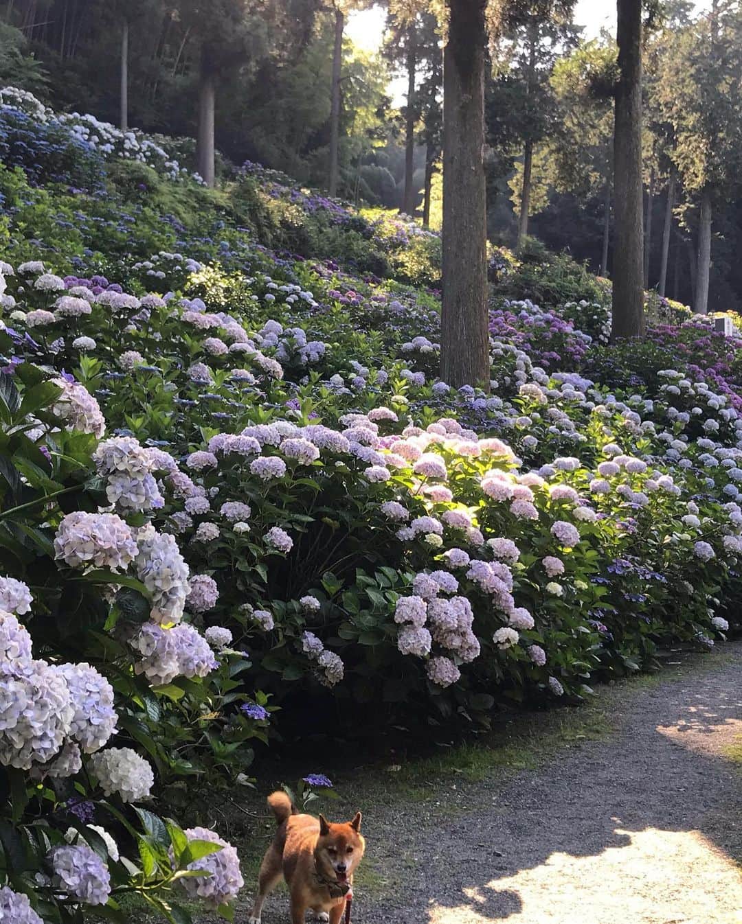 柴犬はなこ Shibainu Hanakoさんのインスタグラム写真 - (柴犬はなこ Shibainu HanakoInstagram)「紫陽花を見に行ってきました✨🐶🧒🏻😃💠🏵✨1枚目のどこかに2人がいますよーん！すごい数の花株に圧倒されて、しばしリフレッシュできました♪ワンコも入場🆗で良いお散歩になりました🐾👣　さー、明日からまた頑張ろっ！　#shiba #dog #shibainu #kid #hydrangea #柴犬　#紫陽花　#紫陽花寺　#犬」6月21日 22時57分 - kiki_beee