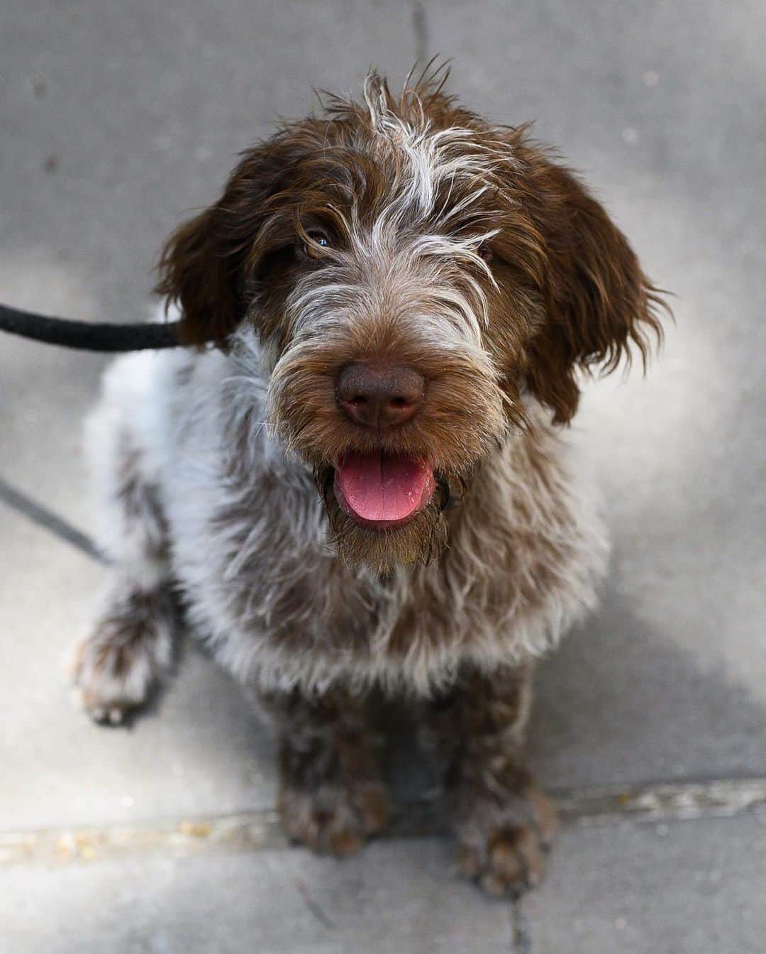 The Dogistさんのインスタグラム写真 - (The DogistInstagram)「Mary & Darryl, Wirehaired Pointing Griffons (4 m/o & 8 y/o), Barrow & Hudson St., New York, NY • “Mary likes to sleep on my head. Darryl is Mary’s uncle and his favorite snack is daikon radish. He likes spicy things, like pickles and arugula. Mary’s teaching him how to sleep in, which is very welcomed.”」6月22日 8時37分 - thedogist