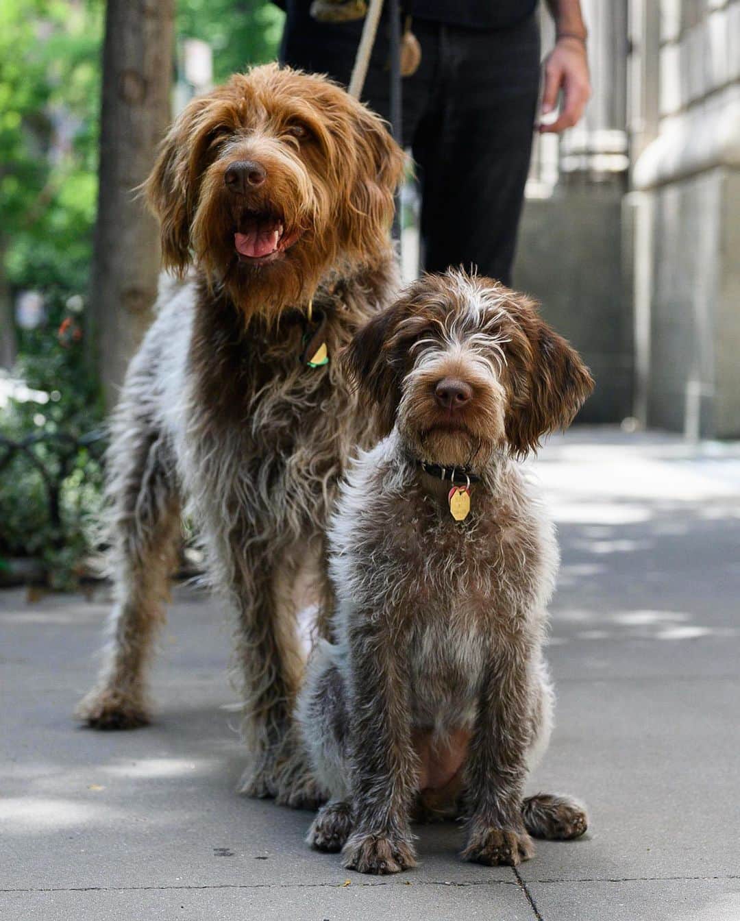 The Dogistさんのインスタグラム写真 - (The DogistInstagram)「Mary & Darryl, Wirehaired Pointing Griffons (4 m/o & 8 y/o), Barrow & Hudson St., New York, NY • “Mary likes to sleep on my head. Darryl is Mary’s uncle and his favorite snack is daikon radish. He likes spicy things, like pickles and arugula. Mary’s teaching him how to sleep in, which is very welcomed.”」6月22日 8時37分 - thedogist