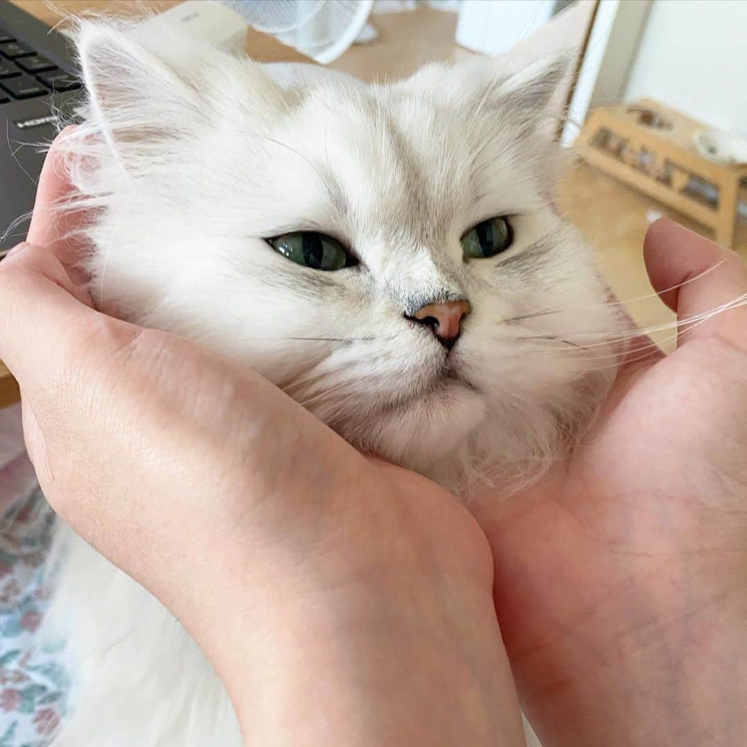 후추네큰언니のインスタグラム：「오구구 큰언니한테 이쁨 받는 시간💕 우리 서로 눈에서 꿀 떨어진다 🥰 희희  부럽찌 🤗 . . . . .  #후추  #고양이  #냥스타그램 #캣스타그램  #Hoochu #Hoochuthecat #cat #cats #catstagram #catsofinstagram #topcatphoto #bestmeow #ilovecat #cute #fluffy #petstagram #instacats」