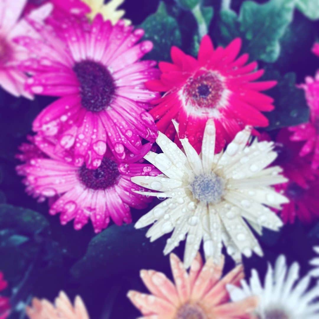 のインスタグラム：「#flowers #flowersoflife #red #white #pink #orange #hope」