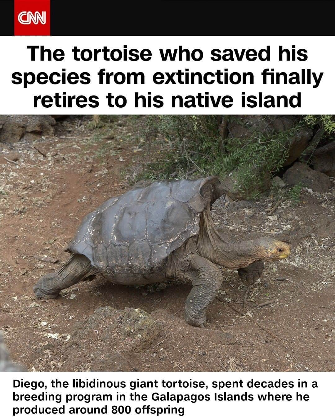 CNNさんのインスタグラム写真 - (CNNInstagram)「Diego, a libidinous giant tortoise credited with saving his species from extinction, has finally retired to an uninhabited island off the coast of Ecuador after spending decades in a breeding program where he produced around 800 offspring. "Fifteen tortoises from Española, including Diego, are going home after decades of breeding in captivity and saving their species from extinction," Paulo Proaño Andrade, Ecuador's environment minister wrote on Monday. Diego and the other tortoises helped bring the population of their species from 14 to over 2,000. The Galapagos National Parks service believes the 100-year-old tortoise is the patriarch of around 40% of that population. (📸: Rodrigo Buendia/AFP Via Getty Images)」6月22日 9時22分 - cnn