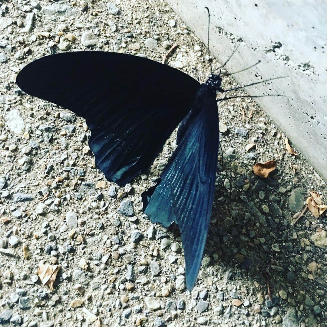 キリンジさんのインスタグラム写真 - (キリンジInstagram)「ガレージに黒い蝶。雨を避けてきたのか。ほ」6月22日 9時42分 - kirinji_official
