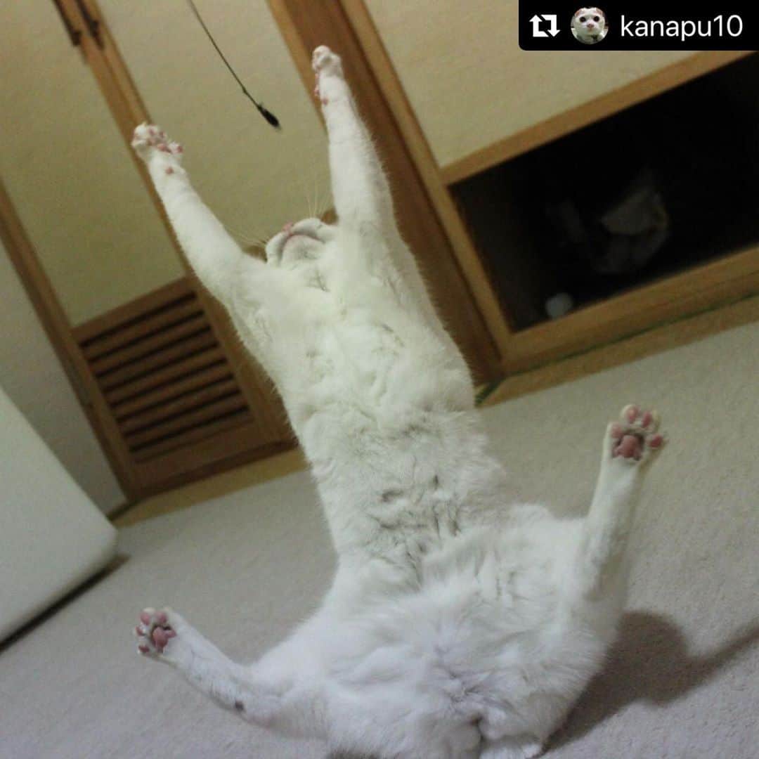 のインスタグラム：「【#ねこは人を笑顔にする】❣️ 全開きっっっっ❣️❣️🙈✨ @kanapu10 さん、ありがとう😚🙌🏻 #Repost @kanapu10 with @make_repost ・・・ ・ なかなかの執念🤣🤣 ・ #catsagram #catstagram_japan #cats_of_instagram #cats_of_world  #ねこ#すきさんと繋がりたい#ねこすたぐらむ#ねこマガジン#ねこびよりプラス#ねこぐらし#猫#しろねこ#白猫#みんねこ#保護猫#pecoねこクラブ#ペコねこ部#面白い猫#仲良し猫#朝ワンコ夕ニャンコ#ねこのきもち#nekoくらぶ#nekoclub#ねこは人を笑顔にする」