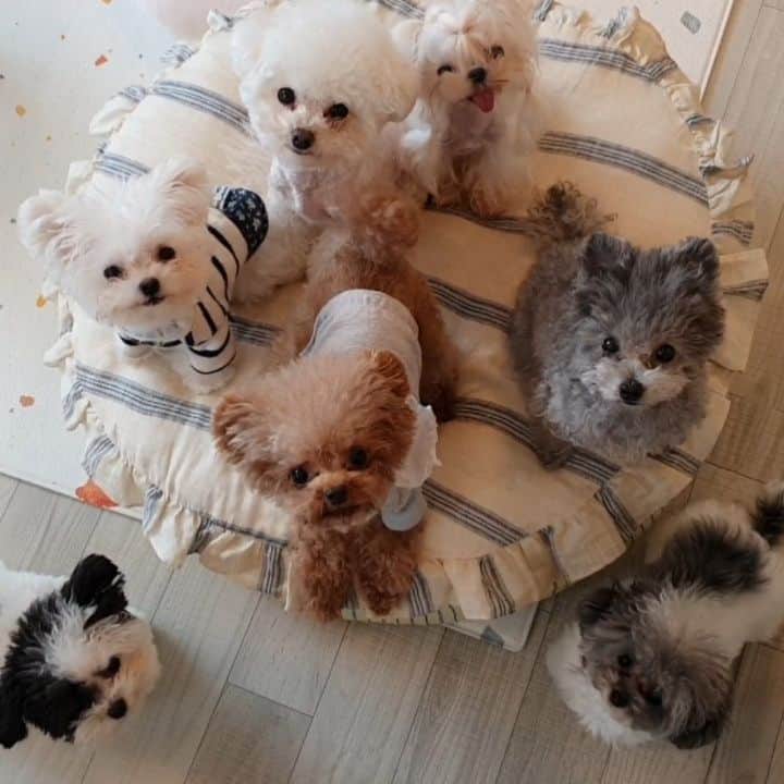 띠비비샤샤루루슈엘のインスタグラム