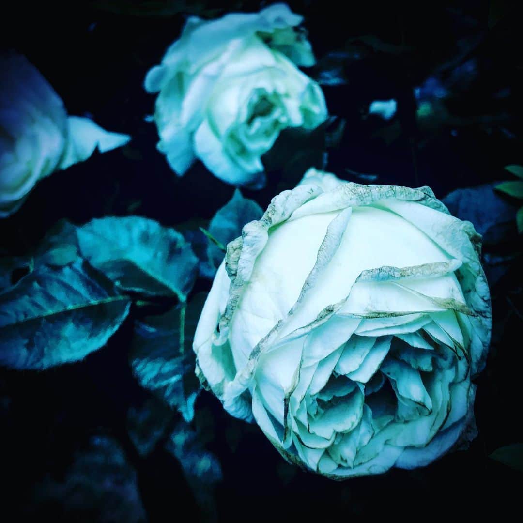 江田由紀浩のインスタグラム：「白い花。なんて花？ #札幌市西区 #八軒 #散歩 #白い花 #白 #白い #花」