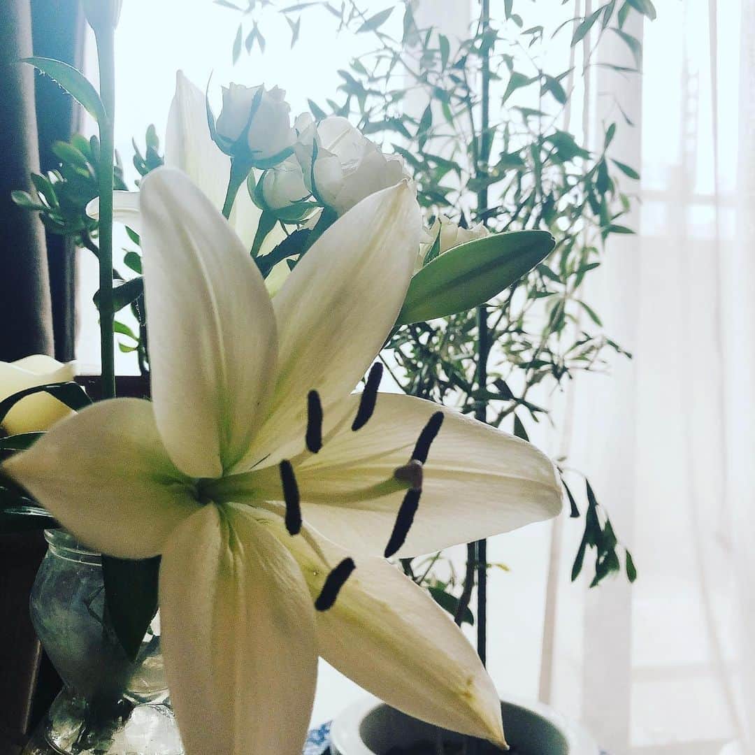阿部洋子さんのインスタグラム写真 - (阿部洋子Instagram)「#今日のお花  ユリが咲いた。 けど、 オリーブの葉っぱはどんどん枯れてく。  #flowers #olive #lily」6月22日 9時58分 - hirocoring