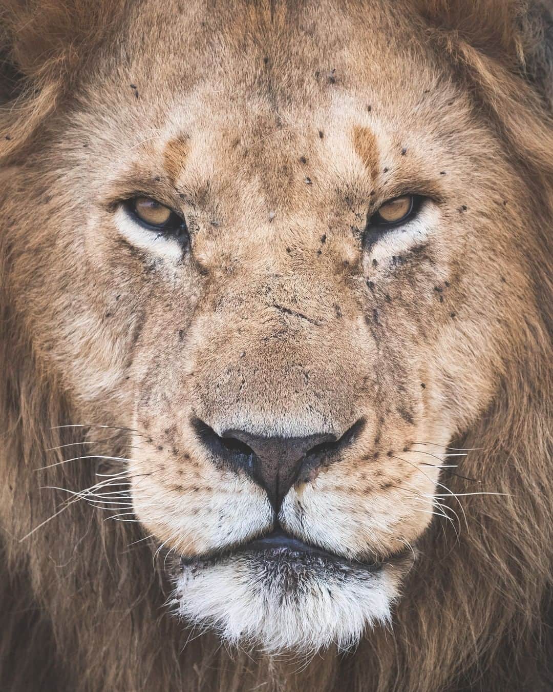 Discoveryさんのインスタグラム写真 - (DiscoveryInstagram)「Felt cute, won’t delete later. #NationalSelfieDay . Photo: Fernando O’Farrill (@fernando_ofarrill) . #lionking #lion #selfiesunday #natureaddict #wildlifephotography #potd #bigcatsofinstagram #closeupmagic #perfectshot #naturelovers #upcloseandpersonal #lewks」6月22日 1時09分 - discovery