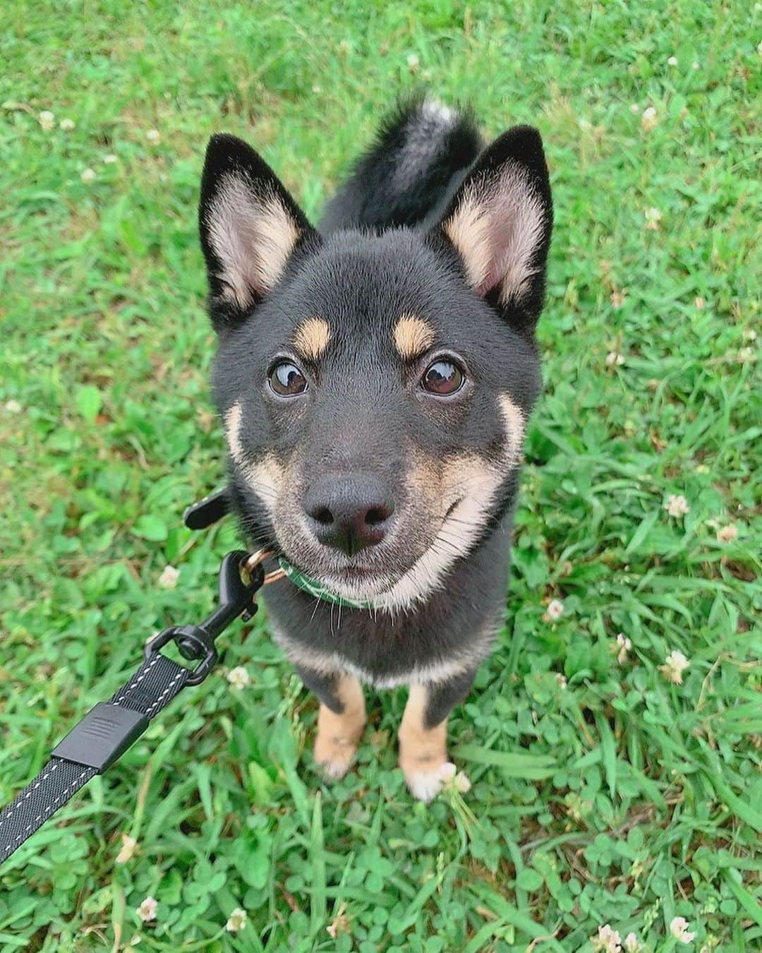 環奈（長沢菜々香の飼い犬）さんのインスタグラム写真 - (環奈（長沢菜々香の飼い犬）Instagram)「草の匂いが好きみたい。 . . . .  #豆柴#柴犬#日本犬#黒柴#黒豆柴#まめしば#しばいぬ#しば#しばすたぐらむ #こいぬ #柴  #ここ柴部#柴子犬 #shibalove #mameshiba #kuroshiba #shibainu #shiba #shibadog #shibastagram #shibastyle#なーこ#長沢菜々香」6月22日 1時17分 - kanna0104_