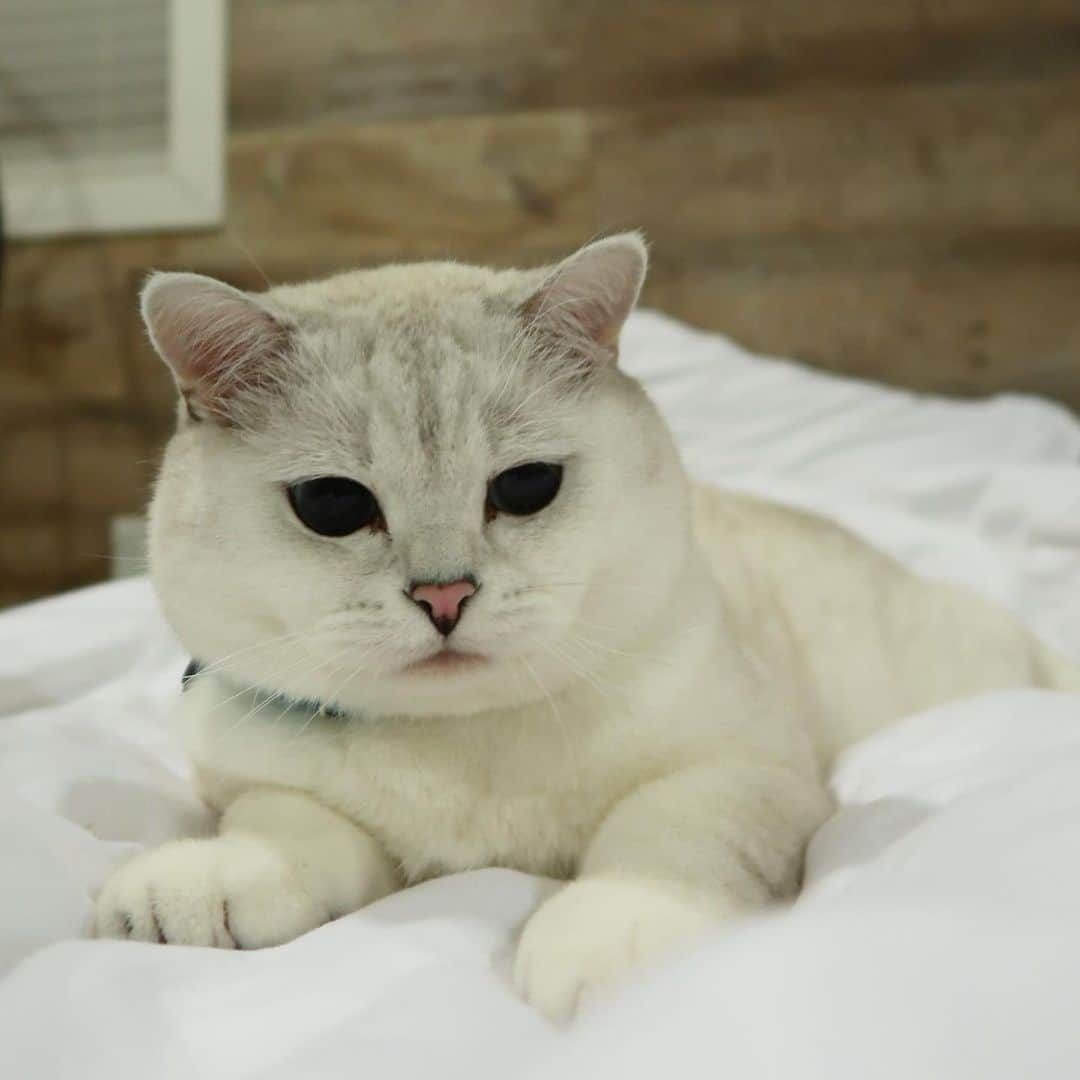 ミスター・ホワイトさんのインスタグラム写真 - (ミスター・ホワイトInstagram)「Do you love me? #iloveyou #iloafyou 💜 🍞」6月22日 1時17分 - white_coffee_cat