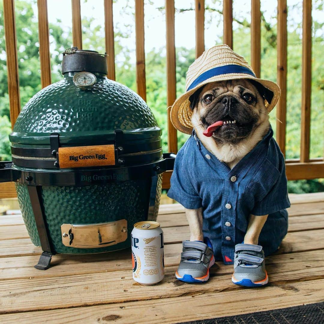 itsdougthepugさんのインスタグラム写真 - (itsdougthepugInstagram)「“The ultimate pug daddy” -Doug • Happy Father’s Day!!! 👔」6月22日 1時26分 - itsdougthepug