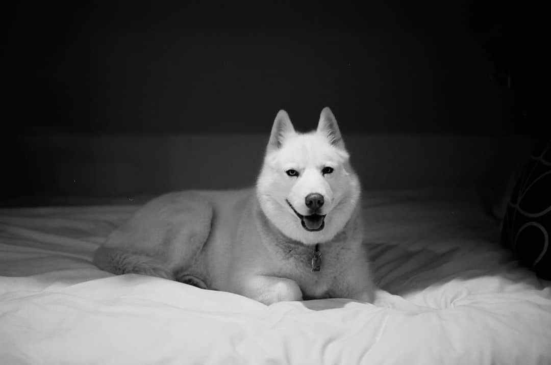 ケン・ブロックさんのインスタグラム写真 - (ケン・ブロックInstagram)「Yuki looks majestic, even just laying on a bed. This photo was shot on film - which is pretty rad (since no one really uses film any more) - by @PierreWikberg whilst he was visiting from Sweden and editing (the Can-Am videos from Baldface Lodge) in the guest room of my home. #YukiTheDestroyer」6月22日 1時45分 - kblock43