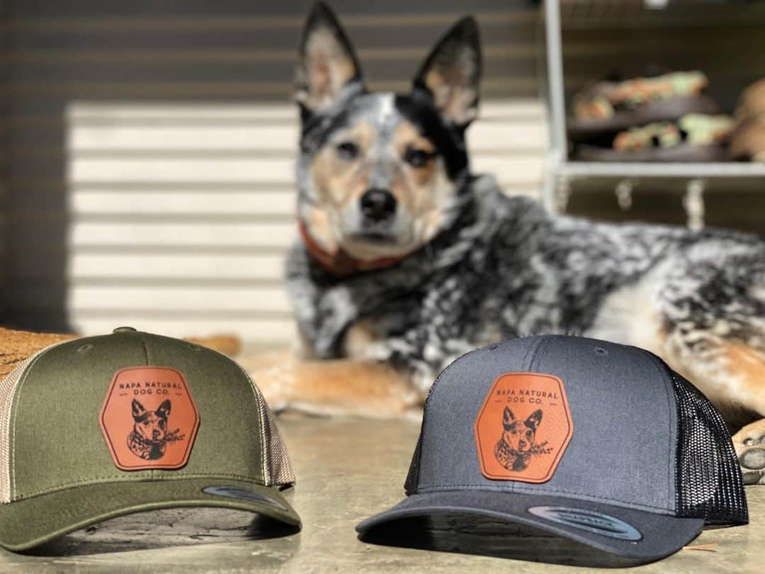 Dogs by Ginaさんのインスタグラム写真 - (Dogs by GinaInstagram)「Richardson snapbacks are finally in! Authentic leather patch with our beautiful logo. They come in Moss/Khaki and Charcoal/ Black. Just in time for dad! 🐾」6月22日 2時03分 - napanatural.dogco