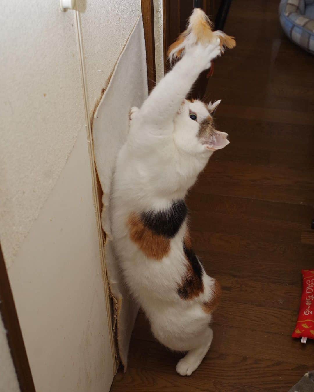 Kachimo Yoshimatsuさんのインスタグラム写真 - (Kachimo YoshimatsuInstagram)「ミケ子運動不足解消 #うちの猫ら #mikeko #猫 #ねこ #cat #ネコ #catstagram #ネコ部 http://kachimo.exblog.jp」6月22日 2時05分 - kachimo