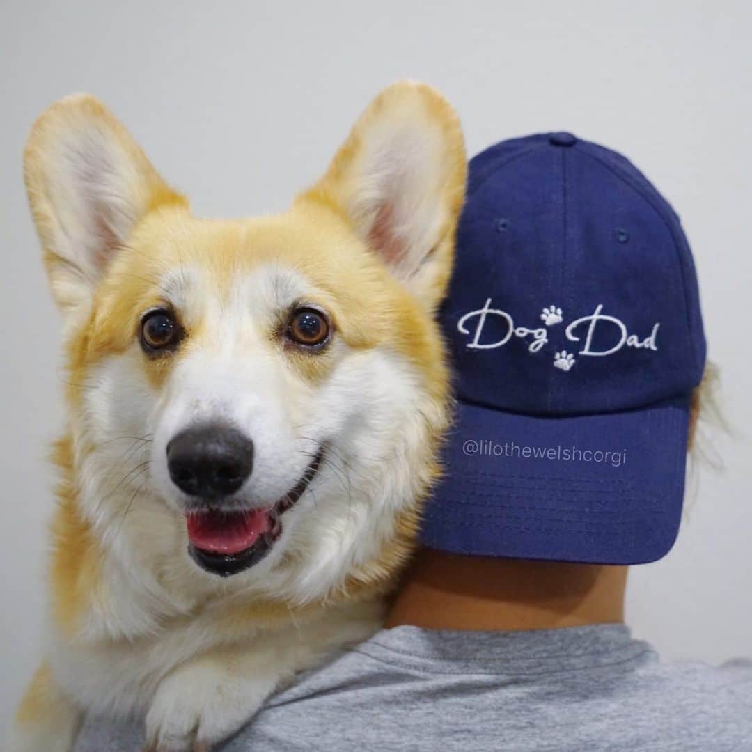 Liloさんのインスタグラム写真 - (LiloInstagram)「Happy Father’s Day everypawdy hope all you have a pawesome day! Any dog dads or aspiring dog dads woof!? ❤️ #happyfathersday」6月22日 3時20分 - lilothewelshcorgi