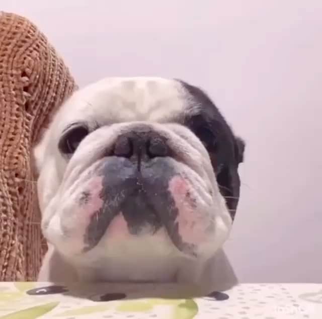DogsOf Instagramのインスタグラム：「“🔈 sound on 🔈 😂” writes @keko_frenchie  #dogsofinstagram」