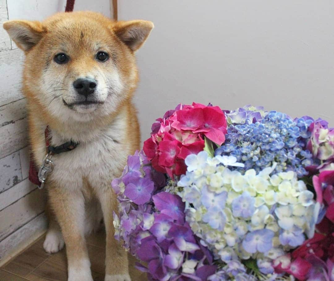 柴犬たま Shibainu Tamaのインスタグラム