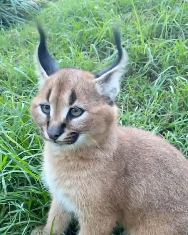 WildLifeのインスタグラム：「Caracal ear flick  by @wildcatcentre」