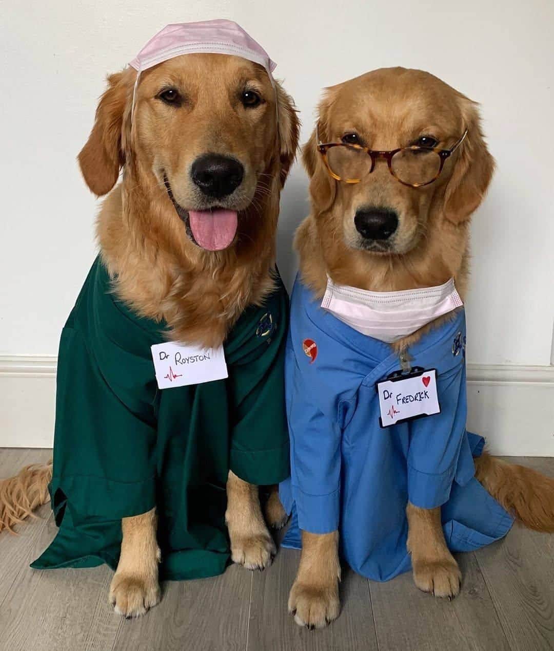 8crapさんのインスタグラム写真 - (8crapInstagram)「“Thank you NHS & Key Workers 💚💙” - Want to get featured like them? Join “The Barked Club” on FACEBOOK and post something now! 👉 barked.com - 📷 @fredrickandroyston - #TheBarkedClub #barked #dog #doggo #GoldenRetriever #GoldenRetrievers」6月22日 5時08分 - barked