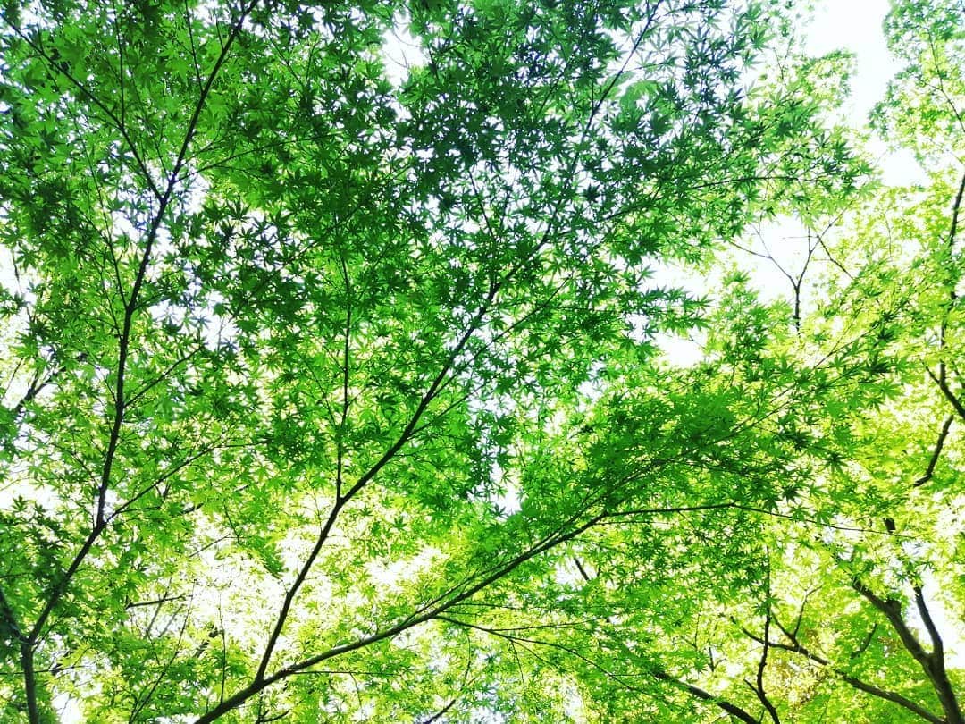 杉山由紀子のインスタグラム：「紅葉のもみじも好きだけど、 新緑の青々とした緑も好き💗💗💗 * * 夏至+日食の凄い一日が終わりました(^-^) * さらにいろんな流れが変わる時期に✨ * * #夏至 #日食 #もみじ #新緑 #東京 #品川 #氣 #氣がいい場所」