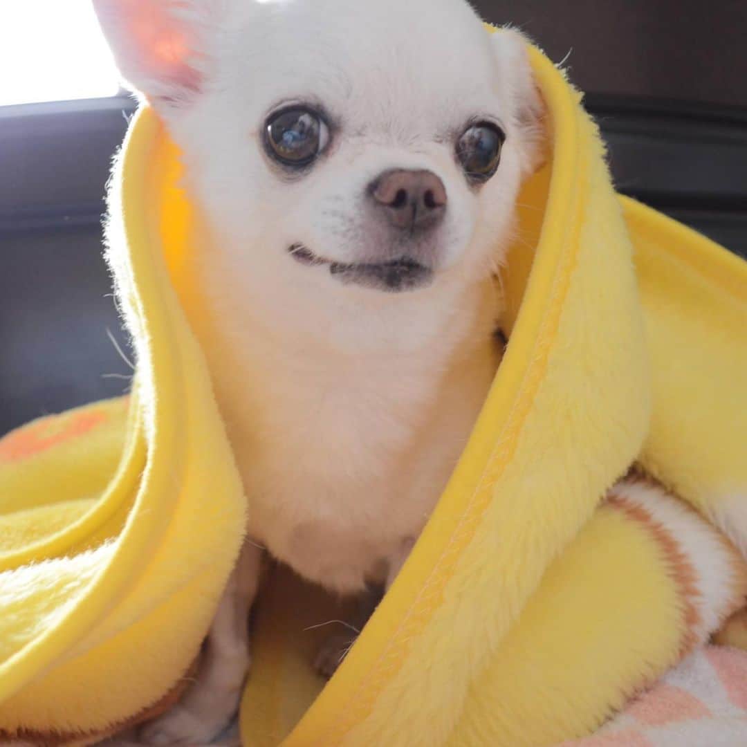 KORIKIのインスタグラム：「おはようございます♪ * #dogofsapporo #dog, #dogs, #dogstagram,#chihuahua,#犬バカ部,#チワワ,#koriki, #hanadog #白スムチ連合会, #スムチー,  #dogofthedayjp, #dogoftheday  #ilovemydog #instadog #instapet #WhiteChihuahua  #吉娃娃 #치와와  #dogsofinstagram #Chihuahualover  #ชิวาวา #チワワの輪 #barkbox #WhiteChihuahuaParty #もふもふモフモフ」