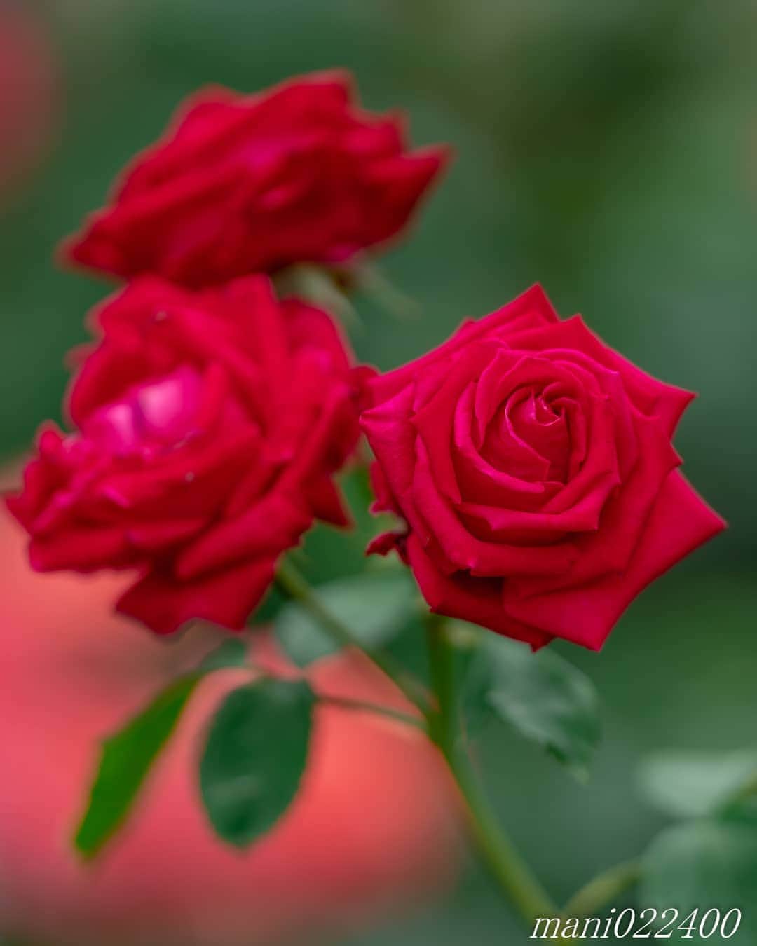 mani022400さんのインスタグラム写真 - (mani022400Instagram)「. 22 Jun. 2020 ． . Good morning🌸🌺🌹✨ 週末は天候に恵まれ お出かけできました😀 . . . 🌺🌺🌺🌷🌷🌷🌹🌹🌹🌸🌸🌸 ご訪問ありがとうございます🙇 . お花以外の写真は サブアカウントにポストしています。 良かったら、覗いてください🙇🙇 ⬇️⬇️⬇️ @mani0224000 . 🌺🌺🌺🌷🌷🌷🌹🌹🌹🌸🌸🌸 . . . バラ 🔷🔷🔷🔷🔷🔷🔷🔷🔷 #カメラ好きな人と繋がりたい  #flower  #花 #flowers  #写真好きな人と繋がりたい love_bestjapan  serahana #ファインダー越しの私の世界  #healing_roses_  #bns_lite #eclecticshow #explore_floral . #9Vaga_Rose9 9vaga9  9vaga_3flowers9  #floristsandflowers #ip_blossoms_vip  #fabulous_shots ig_flowers #ponyfony_flowers #meiko_roses  meiko_flora_member #myheartinshots #la_flowers #rainbow_petals #top_favourite_flowers  #quintaflower #inspiring_shot #phx_flowers dreaming_in_macro #flower_special_legend  nature_special_legend  #ind_flowers #tv_flowers #best_mmf_vipday  #best_beauty_flora_  9vaga_flowersart9 #ptk_flowers #fleur_noblesse_m .」6月22日 6時44分 - mani022400