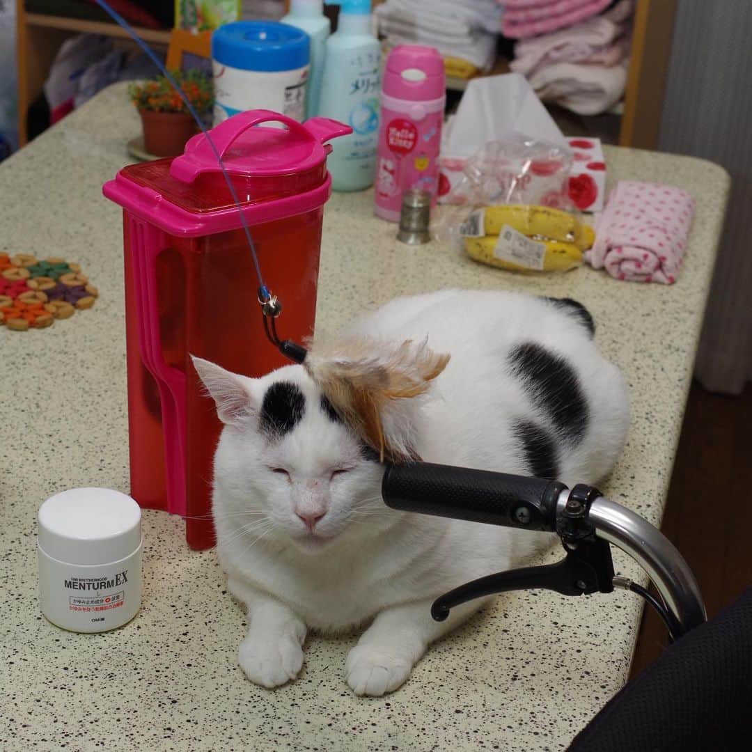 Kachimo Yoshimatsuさんのインスタグラム写真 - (Kachimo YoshimatsuInstagram)「あれ？ ナナ？ あれれ？  まったく遊ばない。  まるで興味なし。  #うちの猫ら #nanakuro #猫 #ねこ #cat #ネコ #catstagram #ネコ部 http://kachimo.exblog.jp」6月22日 7時48分 - kachimo