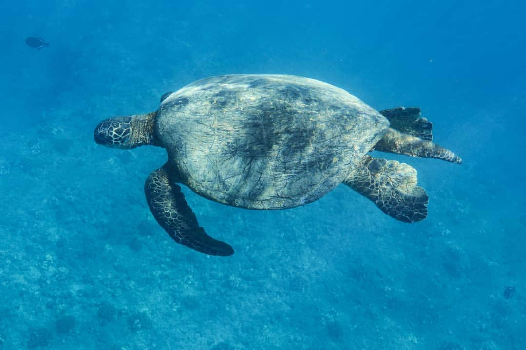 And Youさんのインスタグラム写真 - (And YouInstagram)「Did you know that you can tell male sea turtles from female sea turtles by their long tail? 🐢. ​. ​. ​. ​. ​. ​#seaturtle #didyouknow #facts #trivia #oceanlife #turtleclub #marinebiology」6月22日 7時54分 - dolphinsandyou