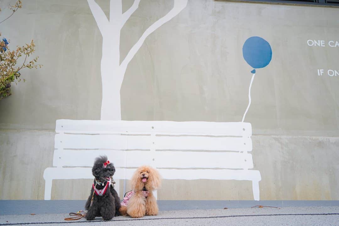 Toypoodle Mikuru?Asakusa Tokyoのグルメインスタ