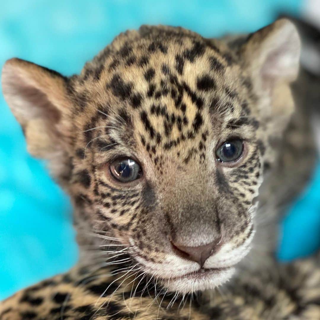 Black Jaguar-White Tiger さんのインスタグラム写真 - (Black Jaguar-White Tiger Instagram)「Papi Juancho beyond cute... #PapiJuanchoBJWT #SaveJaguars @maluma」6月22日 8時20分 - blackjaguarwhitetiger