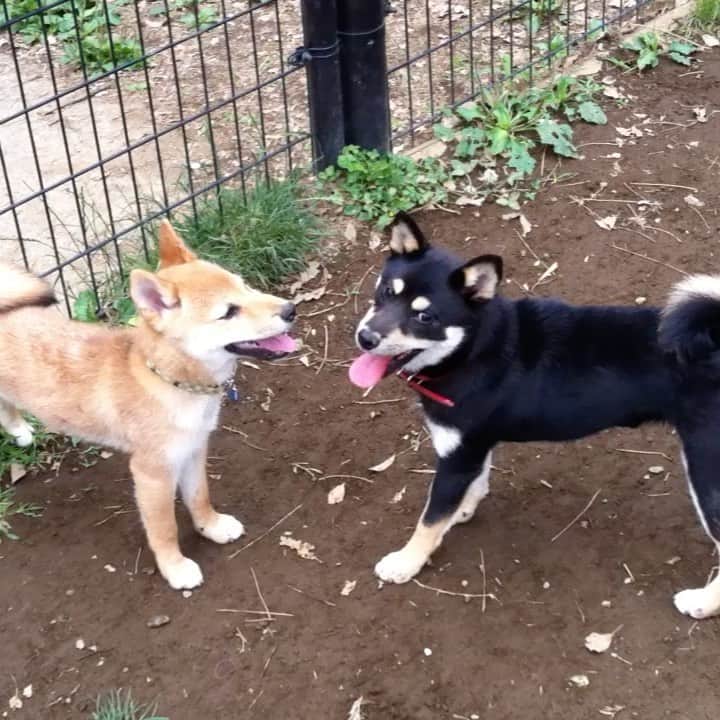 vo_coのインスタグラム：「🐶🐶 MacのHDD漁ったら、8年前の動画が発掘された！ 内容は5ヶ月くらいのこたつと４ヶ月くらいのころのオチのない戯れ パピーの頃はこれが日常だったなー そろそろ久しぶりにころはる会いにいこうかね * #ころこたdays #ころこた #shibastagram #instashiba #shiba #shibainu #黒柴 #柴犬」