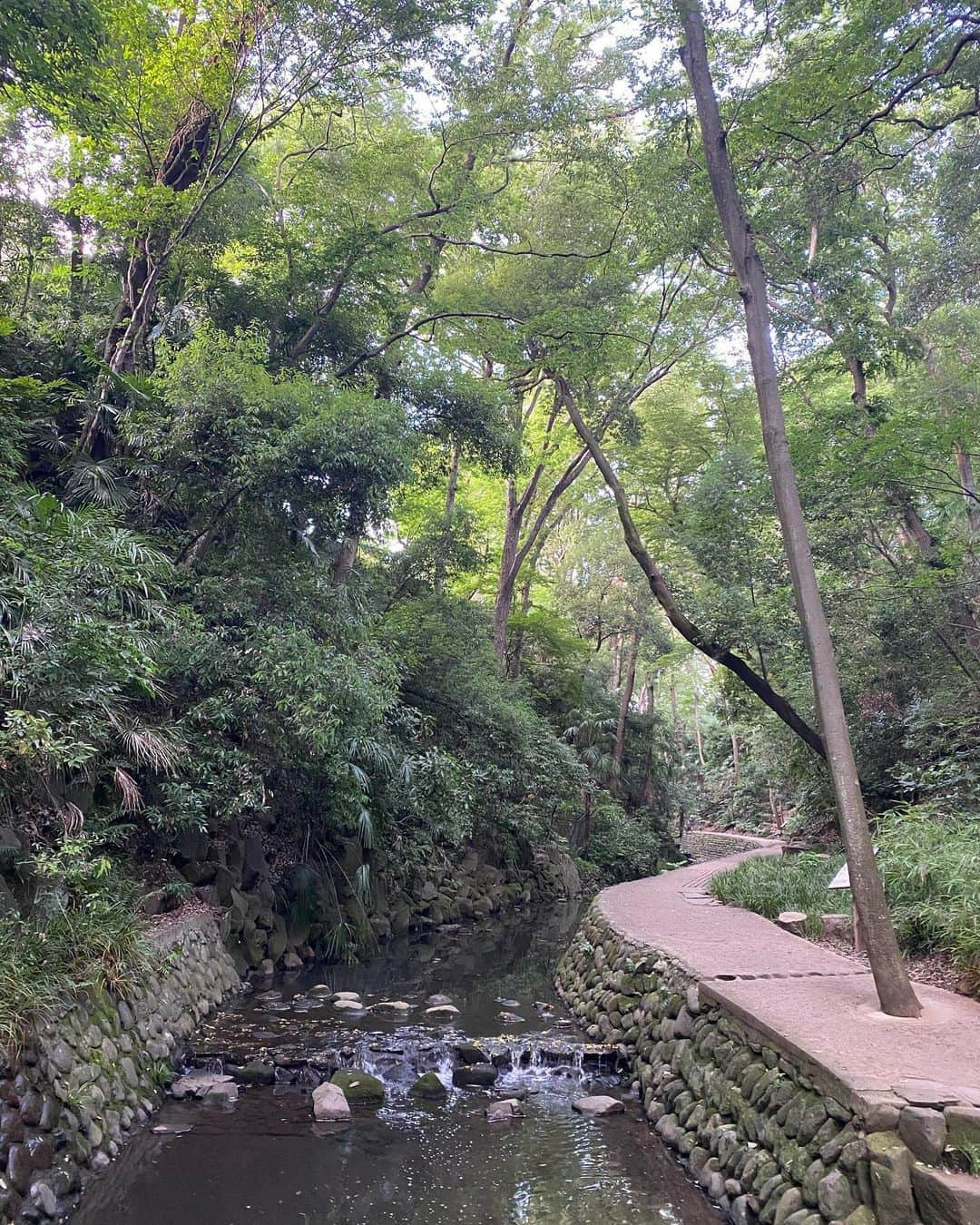 村川翔一さんのインスタグラム写真 - (村川翔一Instagram)「雨ニモ負ケズ.... そういうものに私はなりたい！！ この前の写真。 #散歩 #等々力 #等々力渓谷  #ゴルフ橋 #等々力不動尊  #階段 #ソラ #うさぎ  #野毛大塚古墳」6月22日 8時34分 - shoichi.m.official