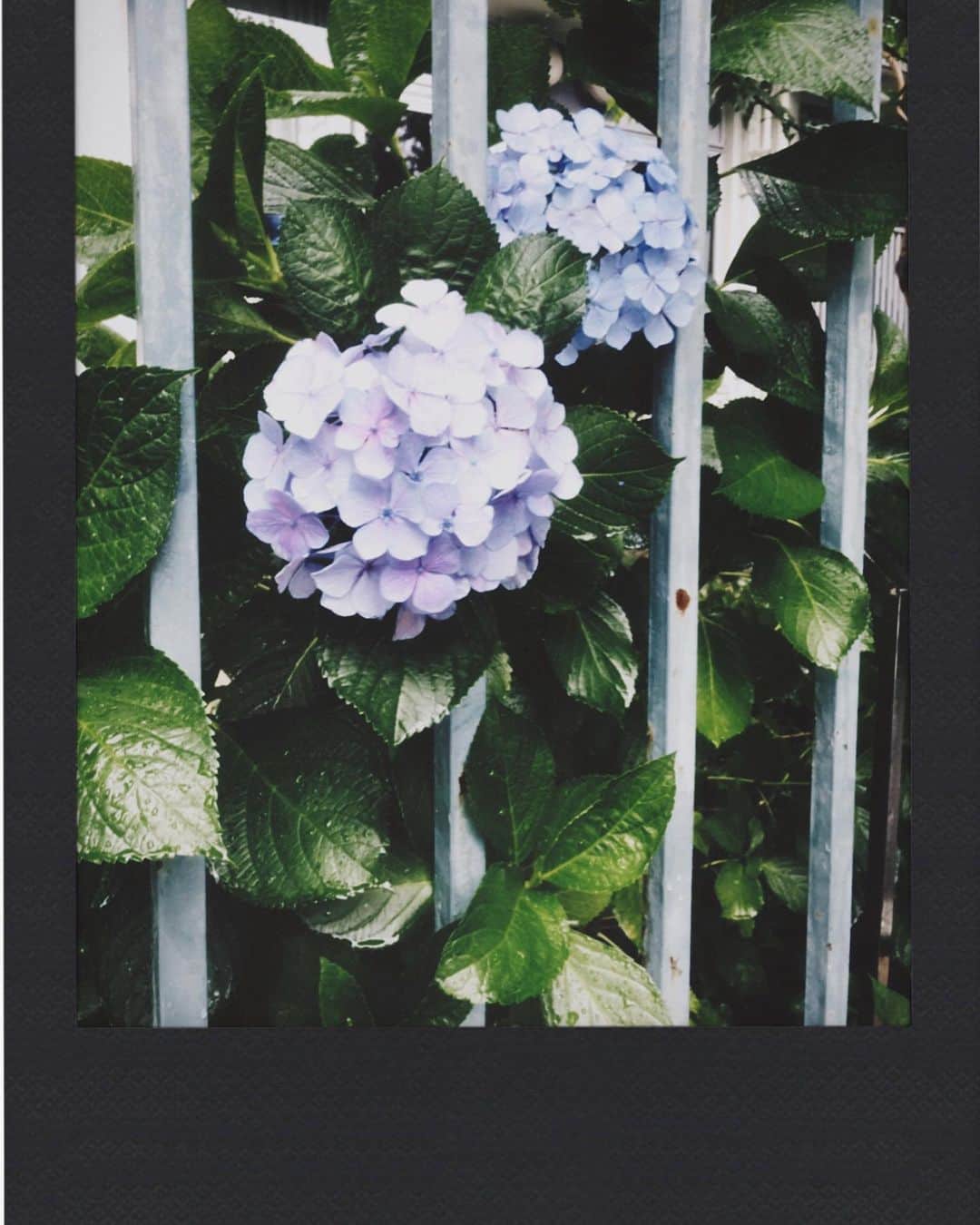 水嶋いとさんのインスタグラム写真 - (水嶋いとInstagram)「・ 梅雨はジメジメして苦手だけど、 紫陽花は綺麗だから好きです。 ・ ・ ・ #dazzcamera #dazzカメラ#チェキ風 #紫陽花 #アジサイ」6月22日 17時58分 - ito_mizushima