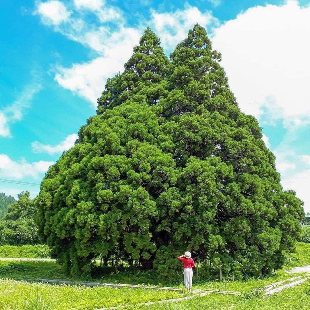 エイチ・アイ・エスさんのインスタグラム写真 - (エイチ・アイ・エスInstagram)「日本の写真で虹を作ろう🌈 本日は #日本の緑色のセカイ より緑色のお写真をご紹介💚 . 『小杉の大杉』 「トトロの木」と呼ばれている「小杉の大杉」は、山形新幹線新庄駅から鮎川村方面へ車で約30分の所にあります。パワースポットとしても知られている所！ 真下から見上げると迫力がありますよ！思わず「トトロ〜〜」と叫びたくなるかも！？ . 📍 山形県「小杉の大杉」 📷 @kia_orana_c < Thank you! ※現在、コロナウイルスの感染拡大防止の観点から、「小杉の大杉」見学の自粛をお願いしております。 https://sakegawa-kanko.com/news/974/ . . ―― 日本全国の写真で虹を作ろう ―― 色とりどりの日本の写真で全国を7色で彩りませんか？ 「#日本の〇色のセカイ」 次の7色から色を選んでを投稿してね☟ 白・赤・オレンジ・黄・緑・青・紫 集まったお写真はHISの各メディアやSNSでご紹介します😃 . 見たい景色を探して、“おうちで”世界を楽しもう♪ #次はどこに行こうかな . . #山形 #山形旅行 #小杉の大杉 #トトロの木 #ジブリの世界 #amazingview #green #おうち旅行 #写真好きな人と繋がりたい #ファインダー越しの私の世界 #誰かに見せたい風景 #絶景 #旅行 #世界遺産 #死ぬまでに行きたい世界の絶景 #instatravel #instapassport #instatraveling #travelgram #lovetravel #traveljapan #lovers_nippon #japan #photooftheday #japantrip #japantravel #japan」6月22日 18時00分 - his_japan