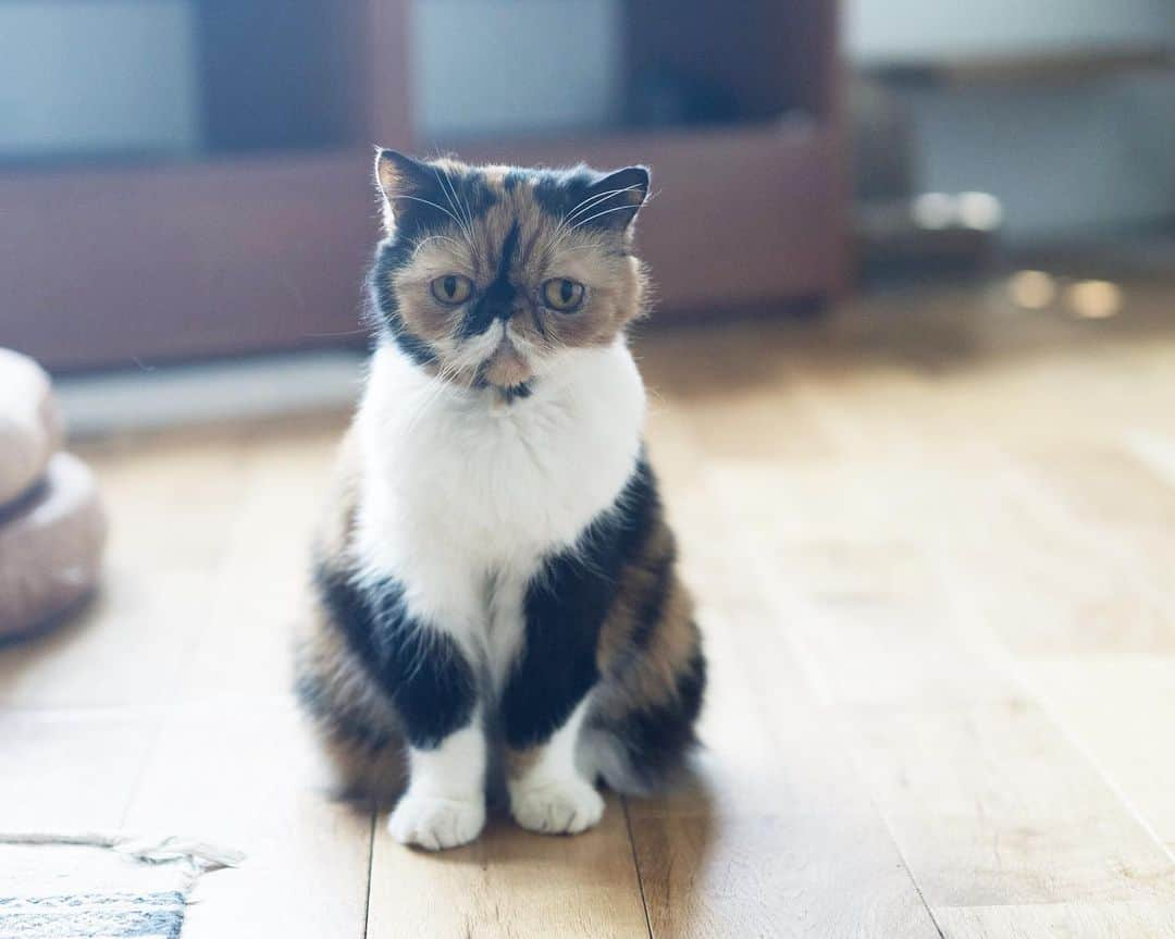 清水桜子さんのインスタグラム写真 - (清水桜子Instagram)「最近のめめさんは、ロフトに篭ってばかり。 のんが寂しそうだから早く帰ってきて〜。」6月22日 18時22分 - sakuracos