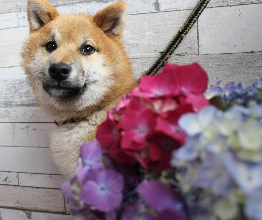 柴犬たま Shibainu Tamaのインスタグラム