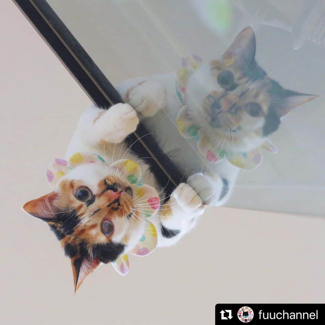 のインスタグラム：「【#ねこは人を笑顔にする】❣️ シンメトリ〜🙈✨❤️ @fuuchannel さん、ありがとー🏂🌙 #Repost @fuuchannel with @make_repost ・・・ ☁️ もにゃが ふたり🔮✨✨ ・ ・ 背の高い キャビネットに登って 降りられなくなるもにゃか😹 きょうで ４日連続登ってるよ💭 ・ ・ ・ もにゃもつけてる かわいいかわいい #ザビエル首輪 のWeb Shopが 今夜openするそうです✨ もにゃとお揃いのザビエルも お店に並ぶみたいにゃ💓 キャンディ🍬みたいにゃ ビー玉みたいにゃ とってもかわいい夏ザビエル🍉 気になっていた方は この機会にぜひGETしてにゃ✨ @maihimemoco さんの ザビエル首輪は ミンネやラクマでは 販売していません🌀 類似品を作って 名前もザビエル首輪と謳って 販売している方がいるそうです、、 本物のザビエルは 形もつけ心地も おしゃれで ときどき、、 ちょっぴりクセのある柄も とっても魅力的な作品なので ぜひ @maihimemoco さんのプロフィールから webshopを のぞいてみて下さいね🌻 売り上げは 保護猫さんの活動費になります🍀 ・ ・ ・ 茨城県動物指導センター 登録ボランティアになりました🍼 みんにゃが幸せに暮らせる 世の中を目指して✨ ・ ・ ・ #保護猫 🌈いつもそばに #天国のかりんとうちゃん #三毛猫 #calico #3色姫 👸🍡 #ザビエラー #仲良し大家族 #にゃんて幸せマイホーム ・ ・ ・ #猫 #ペコねこ部 #ふわもこ部 #にゃんすたぐらむ #ねこは人を笑顔にする #nekoclub #catsofinstagram #ilovemycat #rescuedcat  #catstagram #cutecat #catoftoday #weeklyfluff #fluffycat #igersjp #instacat_meows #cat_features #meowed  #cat_features  #kittens_of_world #flowers」