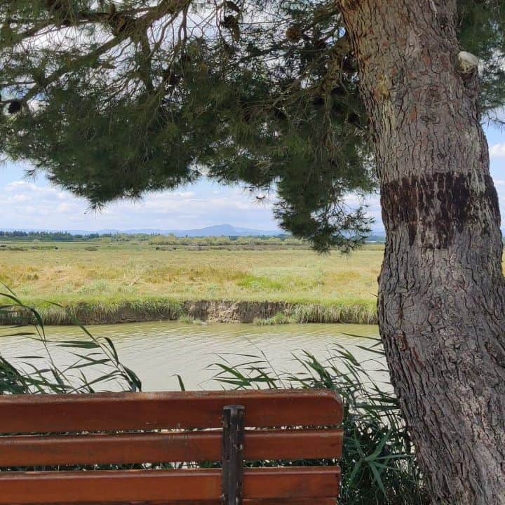 のインスタグラム：「Voilà l'été  #camargue #southoffrance #occitanie_focus_on #lesud #tulasenslacamargue」
