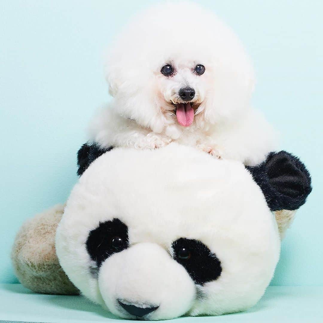 ゆうのインスタグラム：「. . パンダ🐼の上にアーニー🐶 . . . . #強い要望で乗せて頂いた #どうしてもパンダに乗せたかった #よく見るとフクちゃん下敷き🐻 . . .」