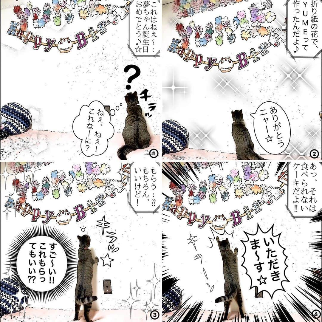 菊地優志のインスタグラム：「‪6/22(月)83回目《100回まであと17!》‬ ‪我が家の猫''夢ちゃん''の4コマ風漫画‬ ‪『夢ちゃんの 1K 8畳 3人暮らし』‬ ‪です=(^.^)= ‬ ‪今回は、お誕生日夢ちゃんの回です^_^‬ ‪今週もお願いします♪♪‬ ‪この4コマ風漫画は、1K8畳に3人暮らしをしてる夢ちゃんの日常を4コマ風漫画でお届けしていきます(=^ェ^=)‬」