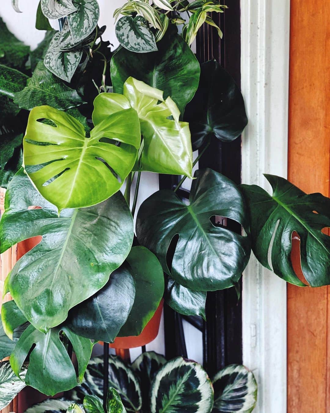 鄭碧瑩のインスタグラム：「Thankful for this guy staying strong for me while I’m not feeling so great. Happy #monsteramonday and have a good one! . . . .  #plantstagram #plantsofinstagram #houseplants #plantsmakepeoplehappy #botanical #instaplants #plants #foliage #leaf #plantflife #springintoplants #plantlady #plantpotters #crazyplantlady #houseplantclub #helloplantlover #plantshelfie #houseplantsofinstagram #houseofplantlovers #junglecollective #vsco #vscogram #vscocam #vscogrid #vscoplants #monsteradeliciosa #monstera」