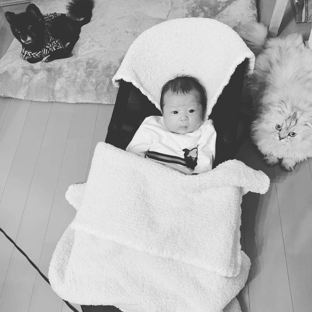 SATOKOさんのインスタグラム写真 - (SATOKOInstagram)「本日のお三方。 #babyanddogandcat #sheesha #magiyoo #赤ちゃんと犬と猫」6月22日 12時01分 - fc_satoko