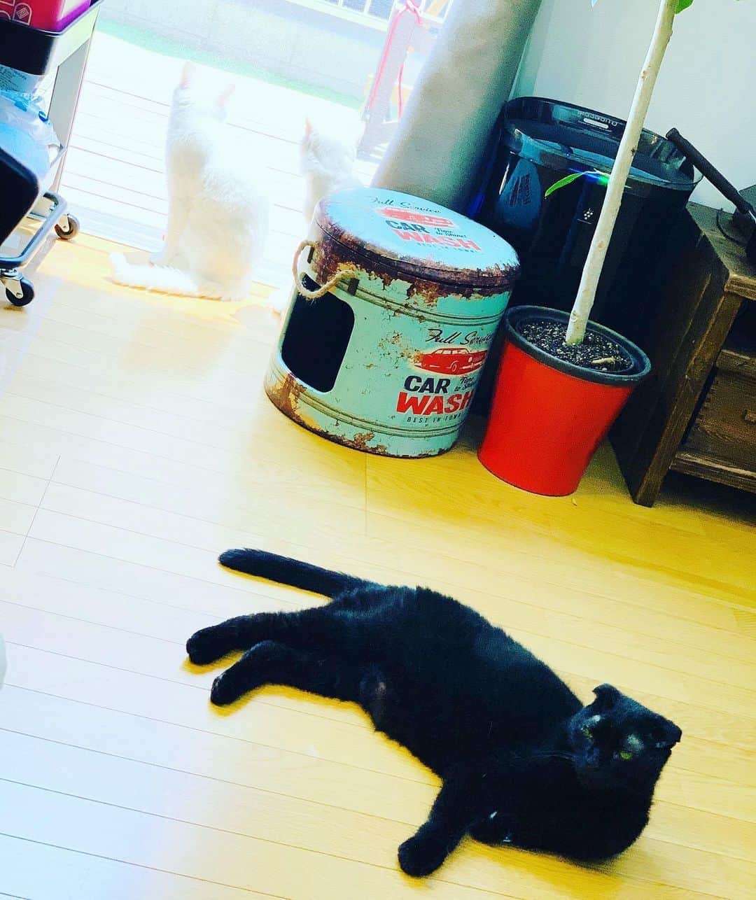 藤井惠さんのインスタグラム写真 - (藤井惠Instagram)「日向ぼっこ☀️ #猫のいる暮らし #猫 #catstagram  #cat  #スコティッシュフォールド  #白猫 #黒 #白 #三毛」6月22日 12時35分 - megumi_fujii