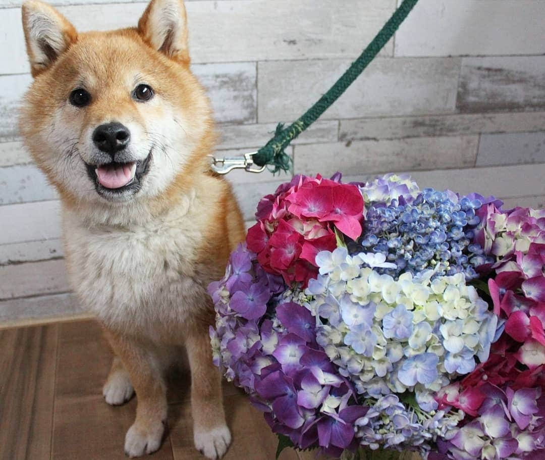 柴犬たま Shibainu Tamaのインスタグラム